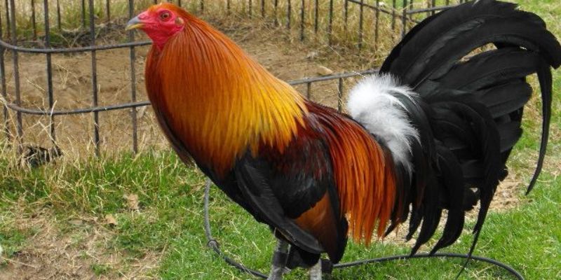 Chiến kê Mỹ Hatch trưởng thành