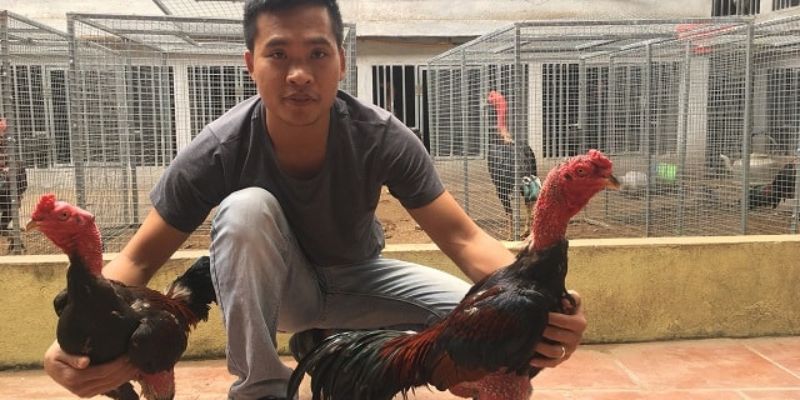 Chiến kê trưởng thành với dáng đá đẹp