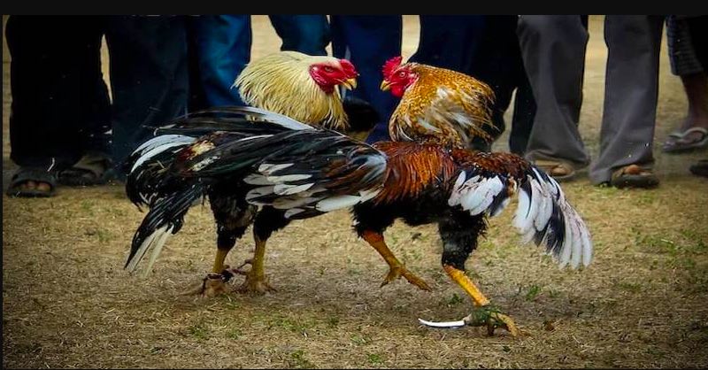 Những rủi ro khi xem đá gà cựa dao trực tuyến từ nguồn không an toàn