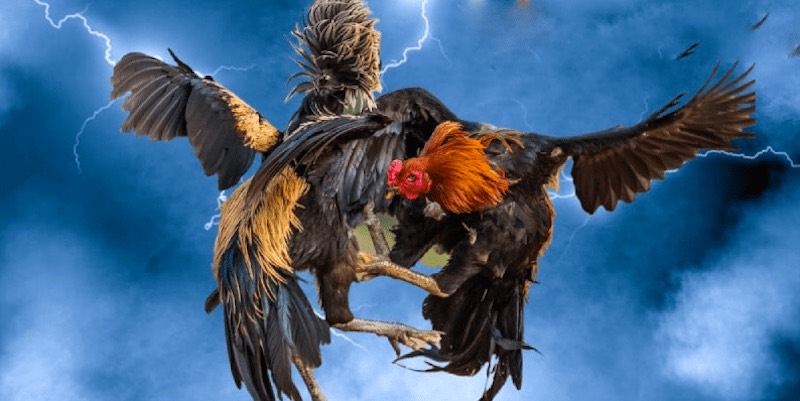 Kinh nghiệm thi đấu gà hàng xáo hiệu quả