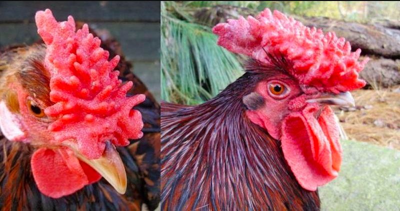 Gà mồng trà với dáng đứng chuẩn và mắt sáng linh hoạt