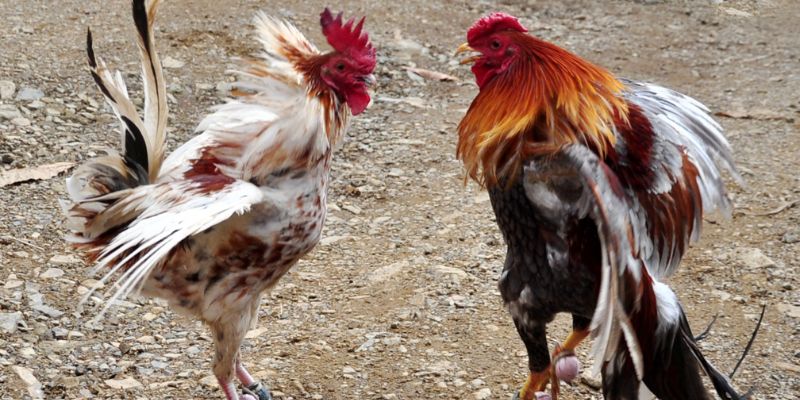 Lịch âm để coi ngày đá gà chính xác 100