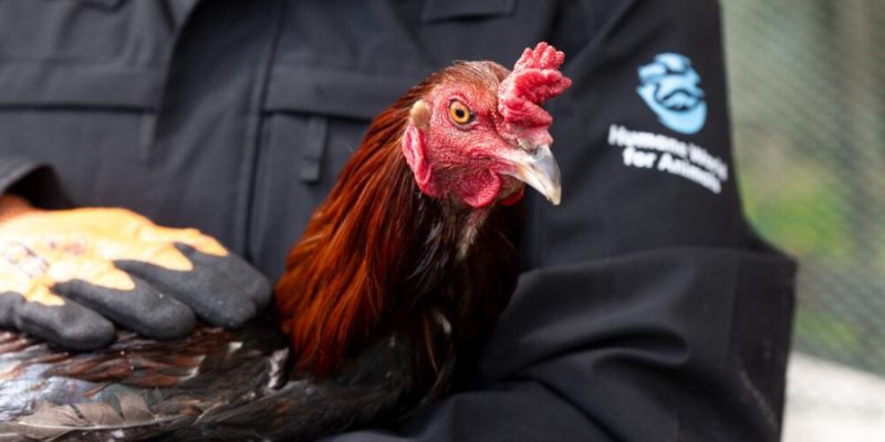 Lịch dùng 14 ngày trước trận lớn